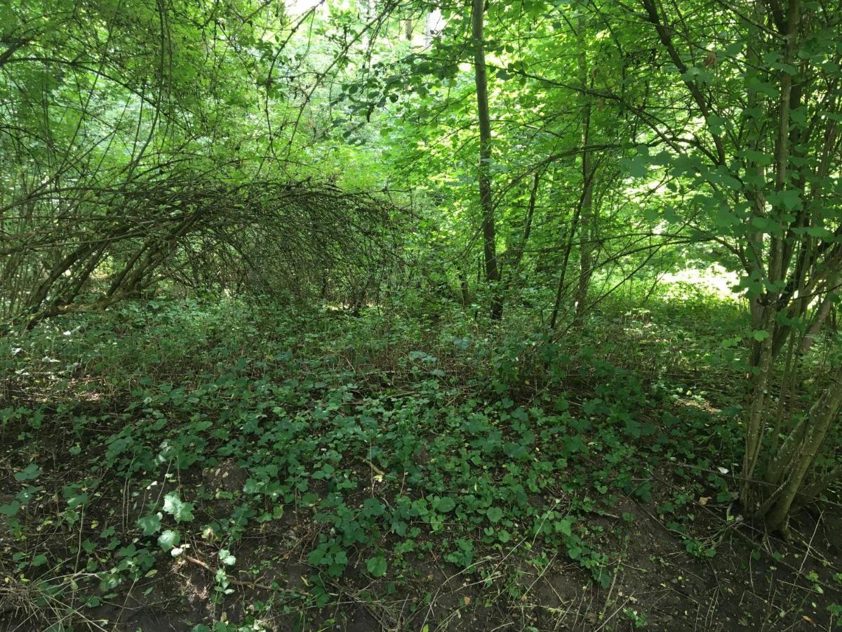Un coin de forêt Courmas Exterior foto